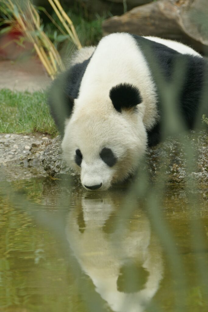 Robert Kanok: Family Trip to Austria Tiergarten Schönbrunn Observing the Pandas